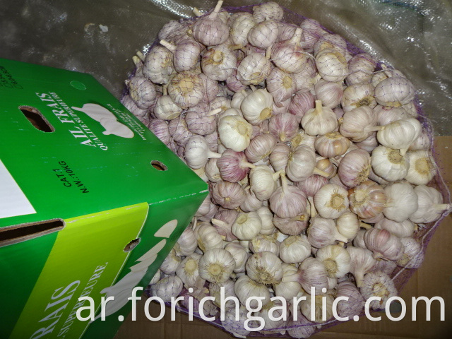 High Quality Fresh Normal Garlic 5 0cm